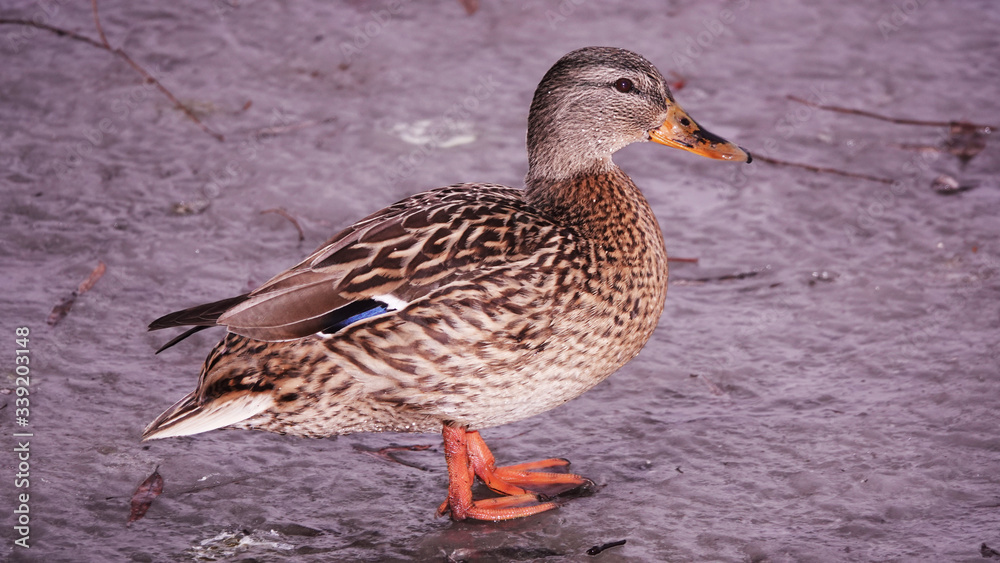 Ducks in the winter on ice Kiev Ukraine Ducks in the winter on ice Kiev Ukraine