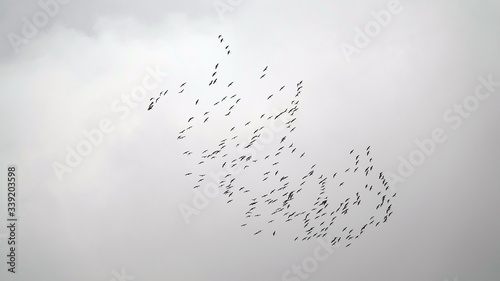 Storks are flying
