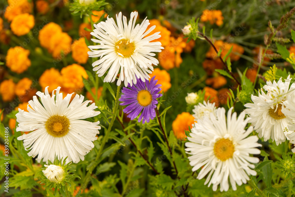 Plants with daisylike flowers beautiful ice plants, marigolds