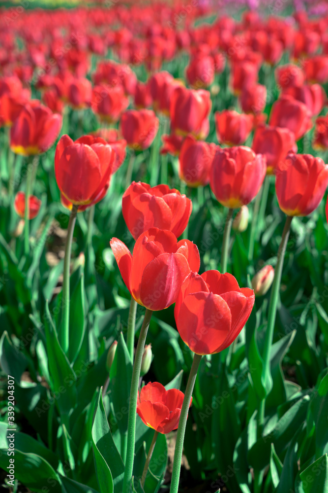 Beautiful red tulips swaying in the wind