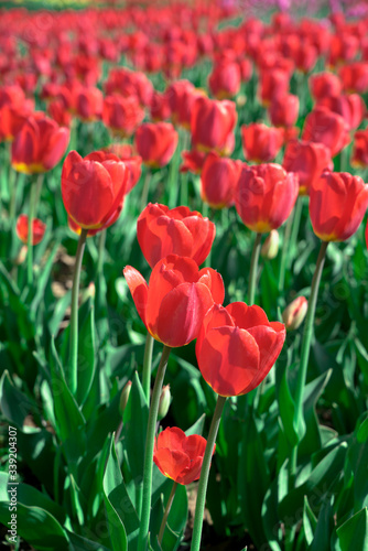 Beautiful red tulips swaying in the wind