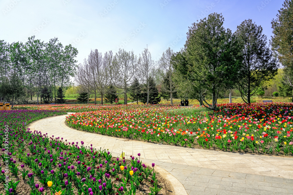 Tulips blooming in Beijing International Flower Port, China. Colorful flower beds at International Flower Port.