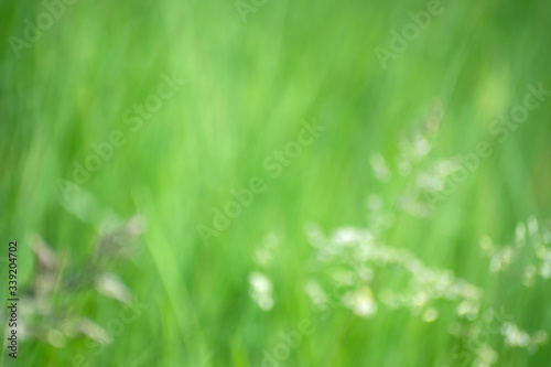 Abstract blurred defocused decorative spikekets and green grass background.