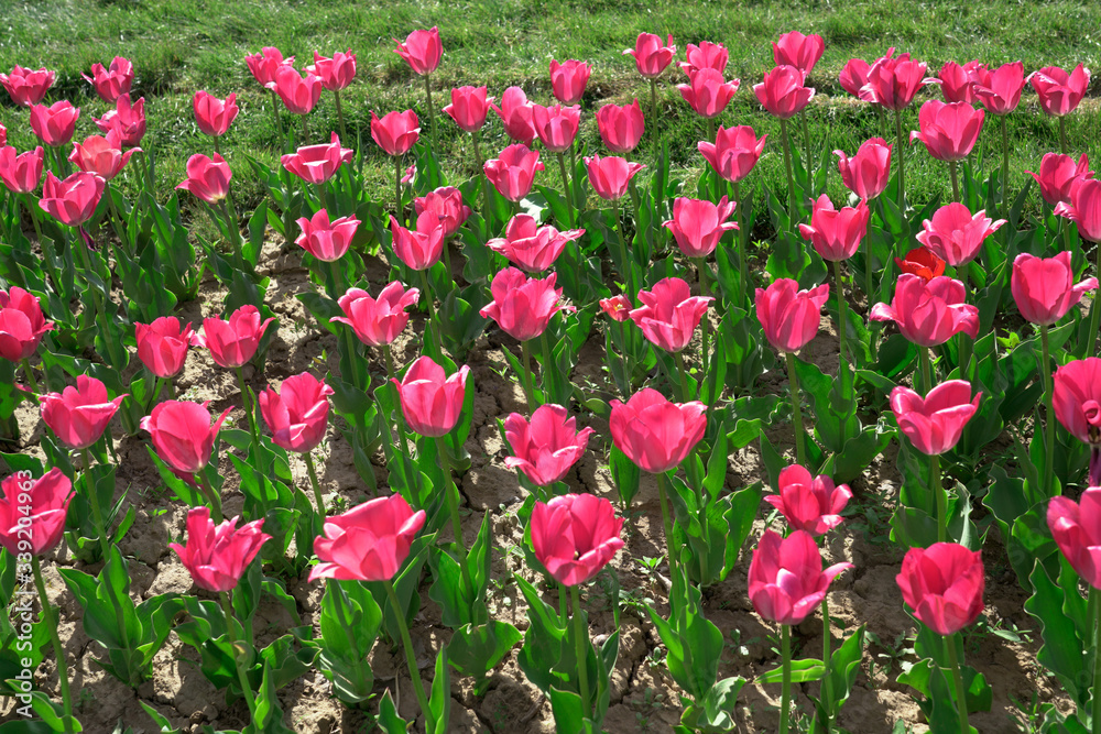 Beautiful pink tulips swaying in the wind