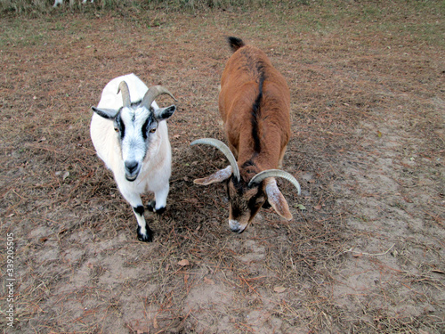 Billy Goat Pair