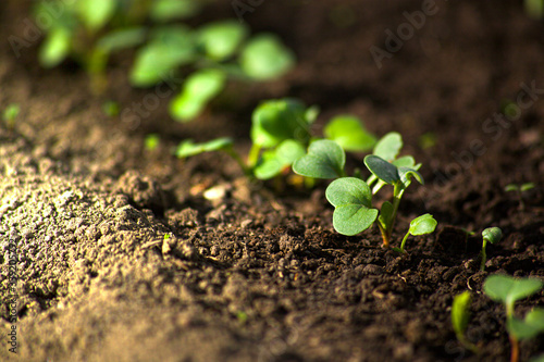 radish, growth, seedling, vegetable, sprout, leaf, earth, ground, grow, growing, farming, soil, rural, young, small, closeup, food, fresh, natural, organic, spring, new, green, healthy, nature, agricu