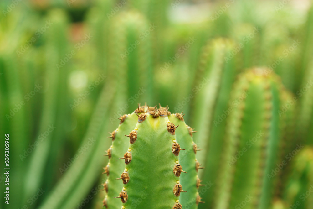 Horizontal macro view of green cactus plant. Blossom prickle cactus growing in the tip of the leaves. Background of green foliage at summer time. Seasonal spring field blossom. Horizontal macro view of green cactus plant. Blossom prickle cactus growing in the tip of the leaves. Background of green foliage at summer time. Seasonal spring field blossom.