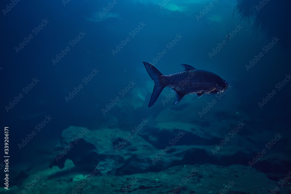 tarpon underwater, large sea fish, tarpon in the wild, fishing underwater photo tarpon underwater, large sea fish, tarpon in the wild, fishing underwater photo
