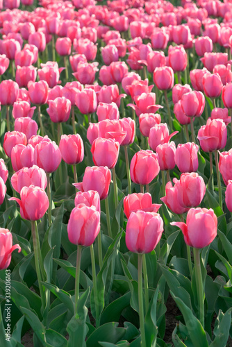 Beautiful pink tulips swaying in the wind