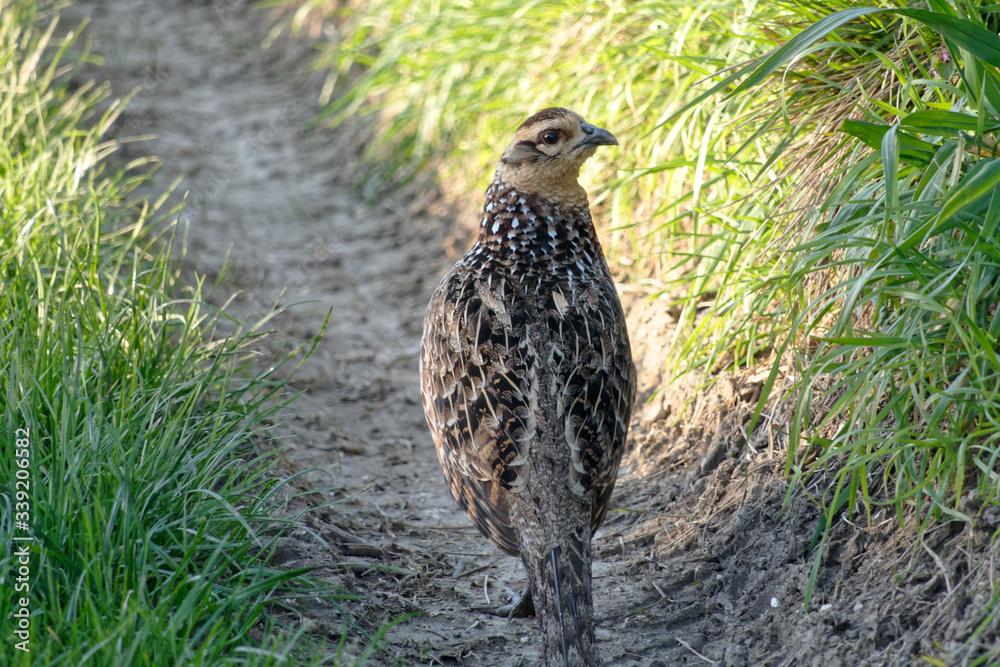 jeune poule faisane errant sur le chemin agricole jeune poule faisane errant sur le chemin agricole