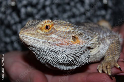 Pogona Vitticeps Lizard on human hands. Also called Dragon bearded for the presence of scales under the neck that swell when it is angry. Beautiful reptile. World Lizard Day. International Reptile Day