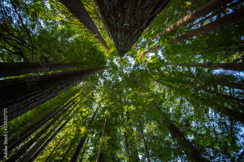  Redwood forest in Hamurana Springs, Rotorua New Zealand