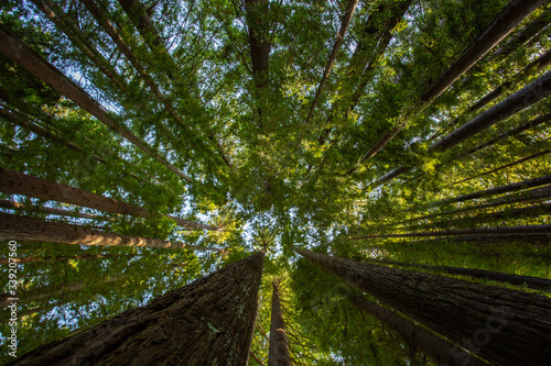  Redwood forest in Hamurana Springs, Rotorua New Zealand photo