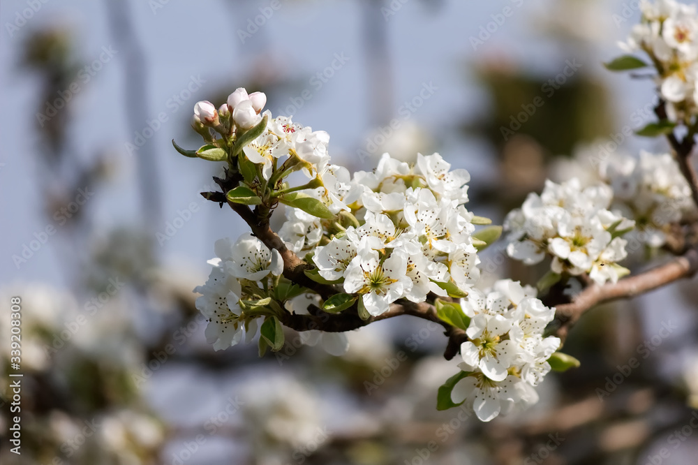 Obraz premium poirier en fleur