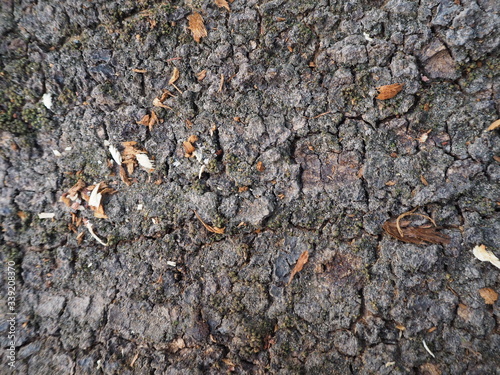 close up old wood background  texture