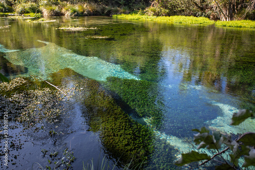 Fototapeta Naklejka Na Ścianę i Meble -  The Crystal Clear Waters of Hamurana Springs, New Zealand