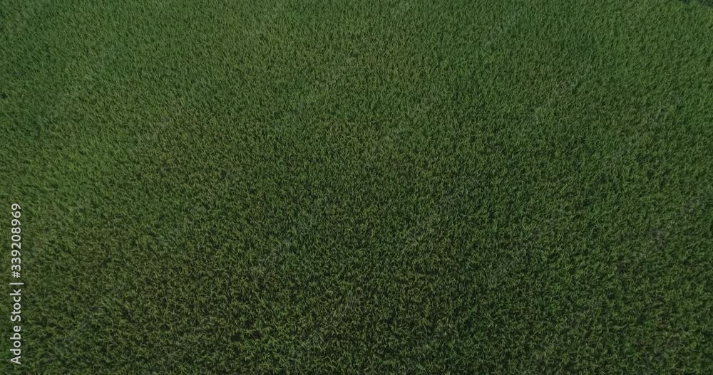 Aerial view of agriculture in rice fields for cultivation at Ngoc Con, Trung Khanh, Cao Bang, Vietnam. Natural the texture for background Aerial view of agriculture in rice fields for cultivation at Ngoc Con, Trung Khanh, Cao Bang, Vietnam. Natural the texture for background
