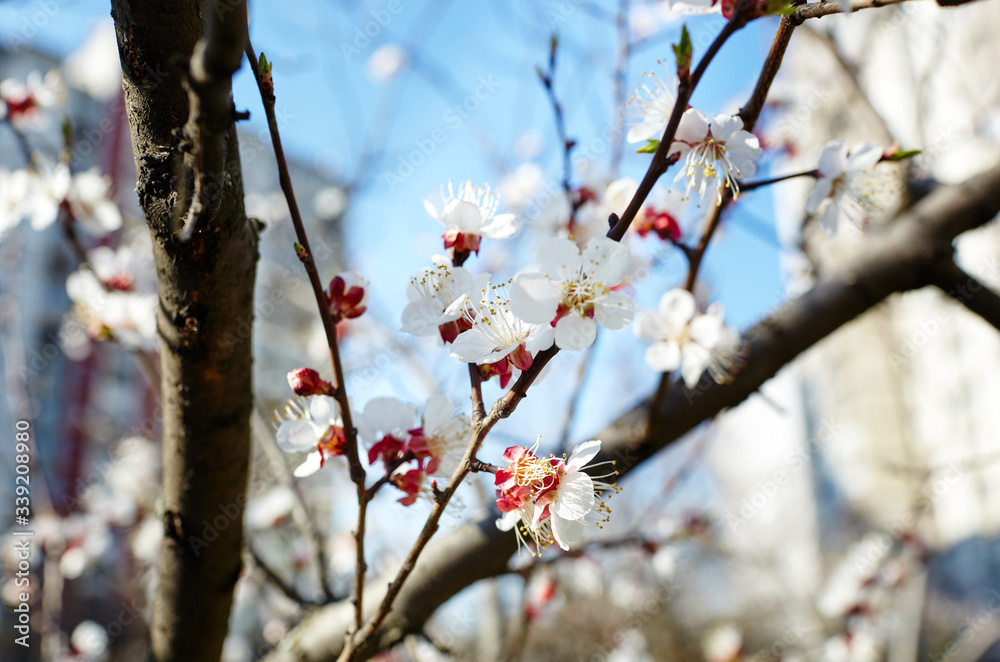 Beautiful white apricot blossom.Flowering apricot tree.Fresh spring background on nature outdoors.Soft focus image of blossoming flowers in spring time.For easter and spring greeting cards,banners Beautiful white apricot blossom.Flowering apricot tree.Fresh spring background on nature outdoors.Soft focus image of blossoming flowers in spring time.For easter and spring greeting cards,banners