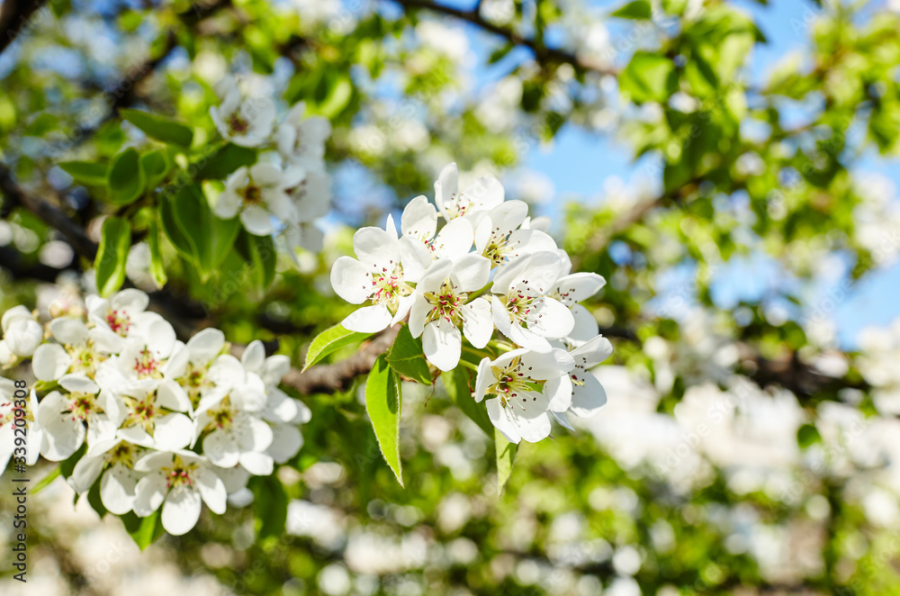 Beautiful white apple or pear blossom.Flowering apple/pear tree.Fresh spring background on nature outdoors.Soft focus image of blossoming flowers in spring time.For easter and spring greeting cards