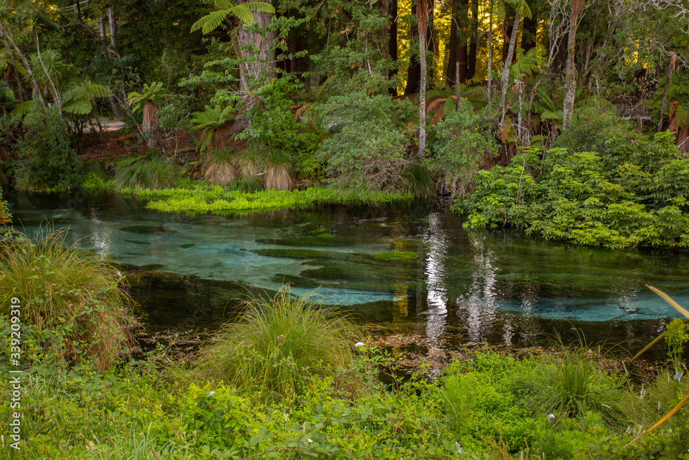The Crystal Clear Waters of Hamurana Springs, New Zealand The Crystal Clear Waters of Hamurana Springs, New Zealand