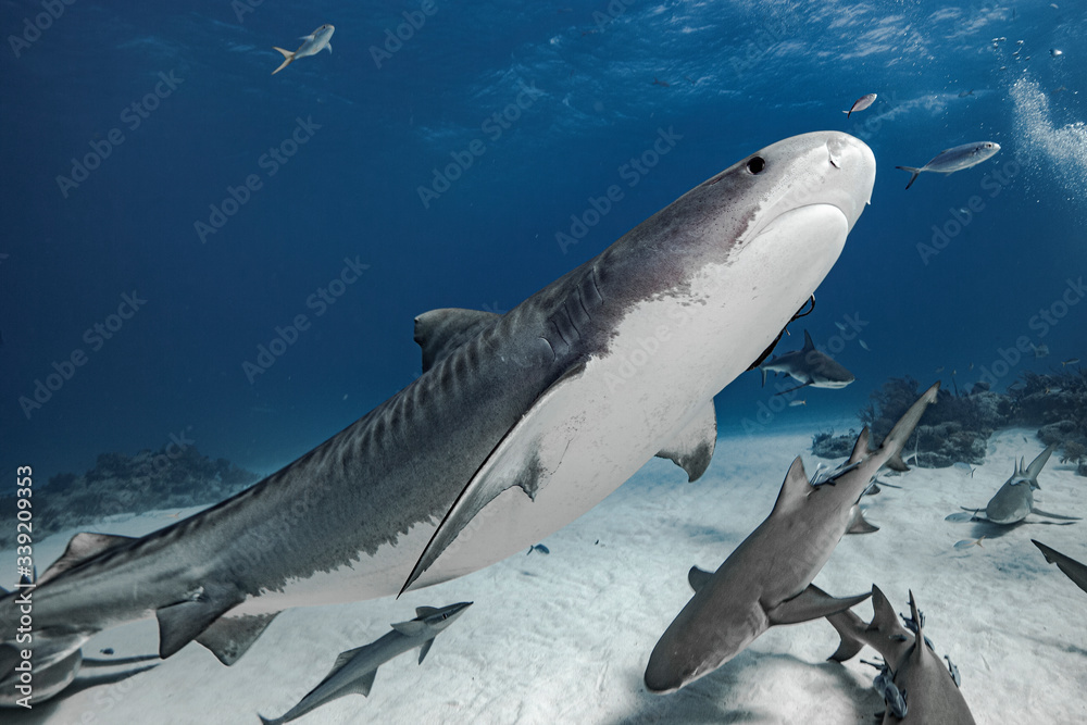 Tiger shark in transparent waters