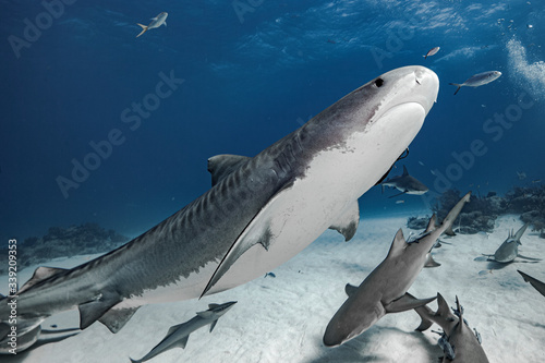 Tiger shark in transparent waters photo