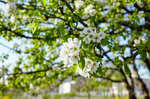 Beautiful white apple or pear blossom.Flowering apple/pear tree.Fresh spring background on nature outdoors.Soft focus image of blossoming flowers in spring time.For easter and spring greeting cards © supersomik
