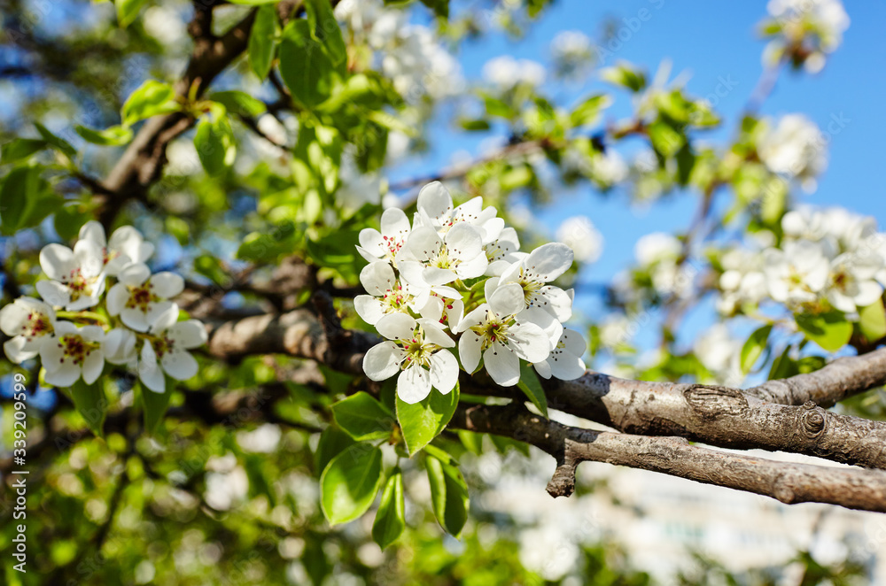 Beautiful white apple or pear blossom.Flowering apple/pear tree.Fresh spring background on nature outdoors.Soft focus image of blossoming flowers in spring time.For easter and spring greeting cards Beautiful white apple or pear blossom.Flowering apple/pear tree.Fresh spring background on nature outdoors.Soft focus image of blossoming flowers in spring time.For easter and spring greeting cards