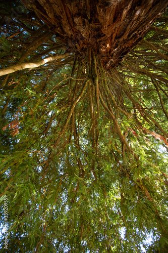 Red Wood tree  New Zealand