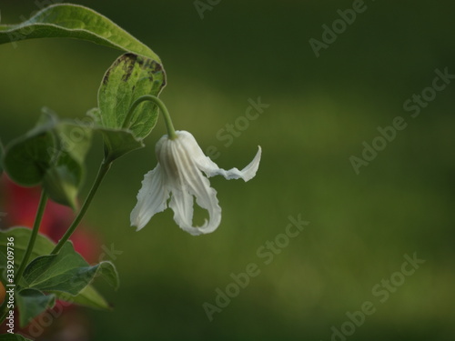 Plakat Clematis
