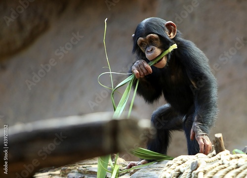 Fotografia Black chimpanzees, primates
