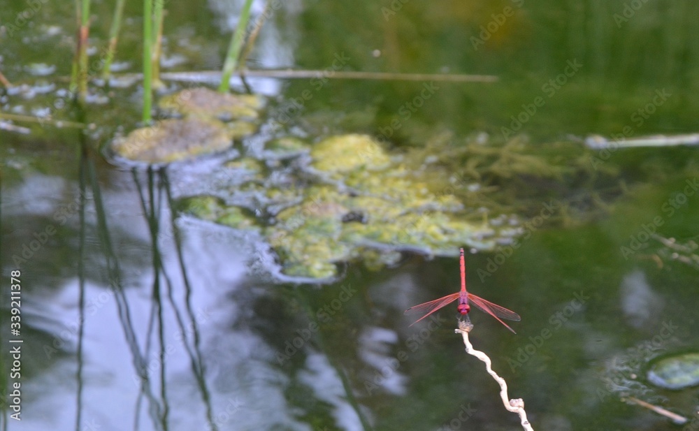 Red dragonfly sitting on a branch over at the wetlands near Khor Rori, Oman Red dragonfly sitting on a branch over at the wetlands near Khor Rori, Oman