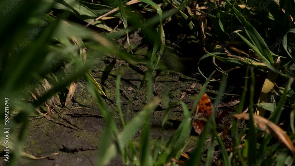 Comma butterfly on the ground feeding England UK 4K