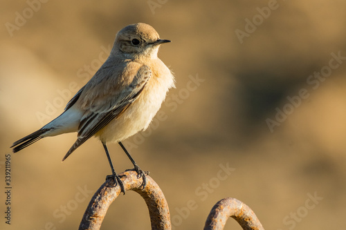 A desert wheatear (Oenanthe deserti)