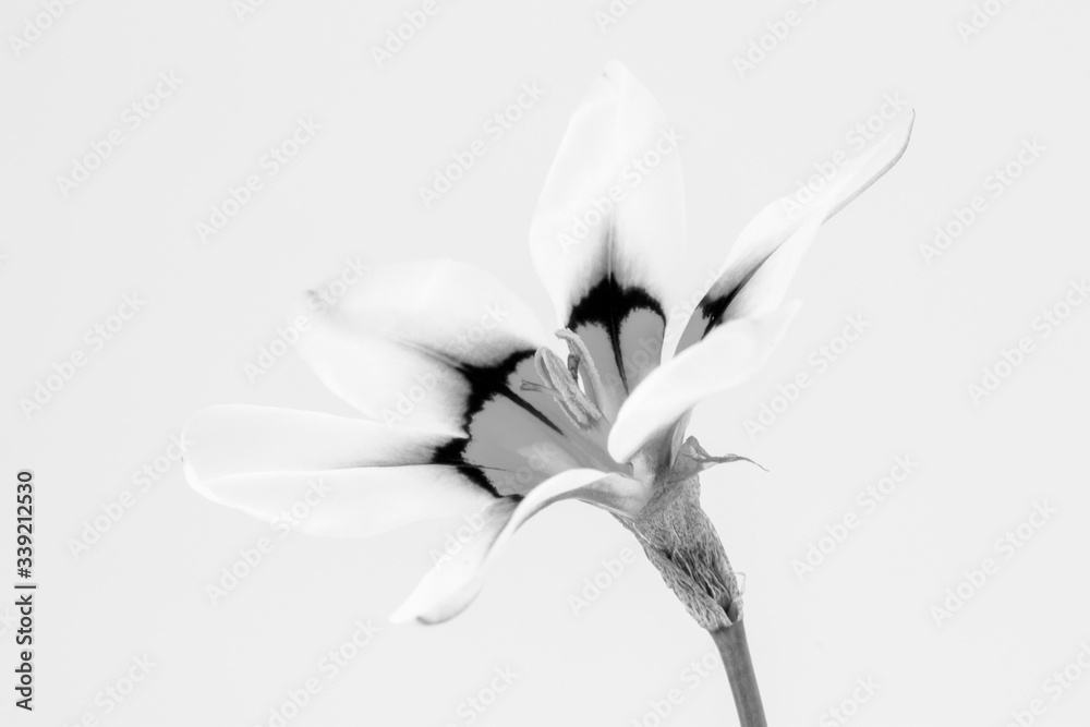 Black and white image of Sparaxis (Harlequin Flower)