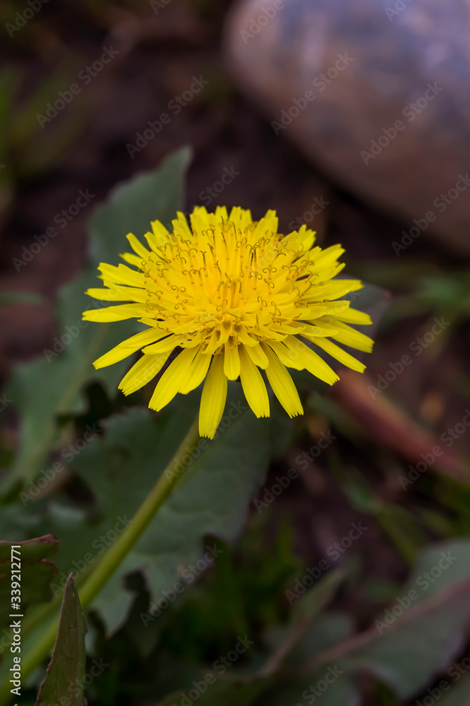 Dandelion macro photo. Yellow dandelion flower. Green dandelion leaves. Dandelions bloom in spring.