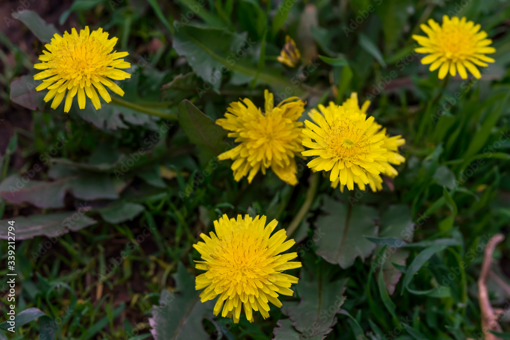 Dandelion macro photo. Yellow dandelion flower. Green dandelion leaves. Dandelions bloom in spring. Dandelion macro photo. Yellow dandelion flower. Green dandelion leaves. Dandelions bloom in spring.