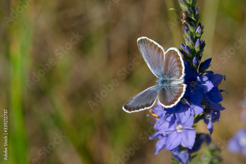 A butterfly sits on a blue flower. The background is blurred. Free space for text or image. photo