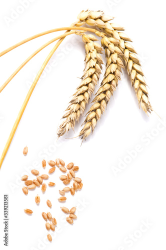 Golden wheat and grain on white background. Close up of ripe ears of wheat plant