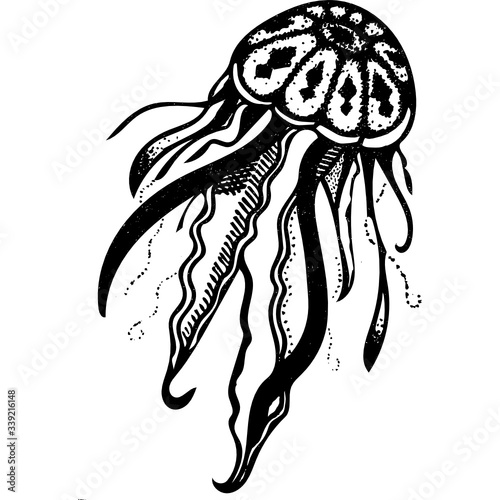 Jellyfish Illustration
