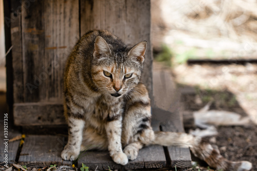 A beautiful fluffy striped stray cat with bright eyes and an evil expression.