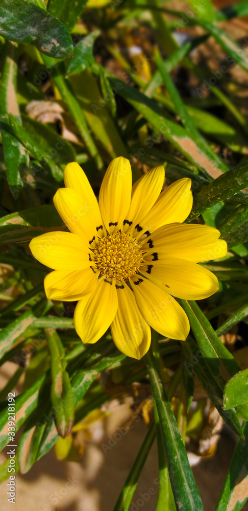 yellow flower on green background yellow flower on green background