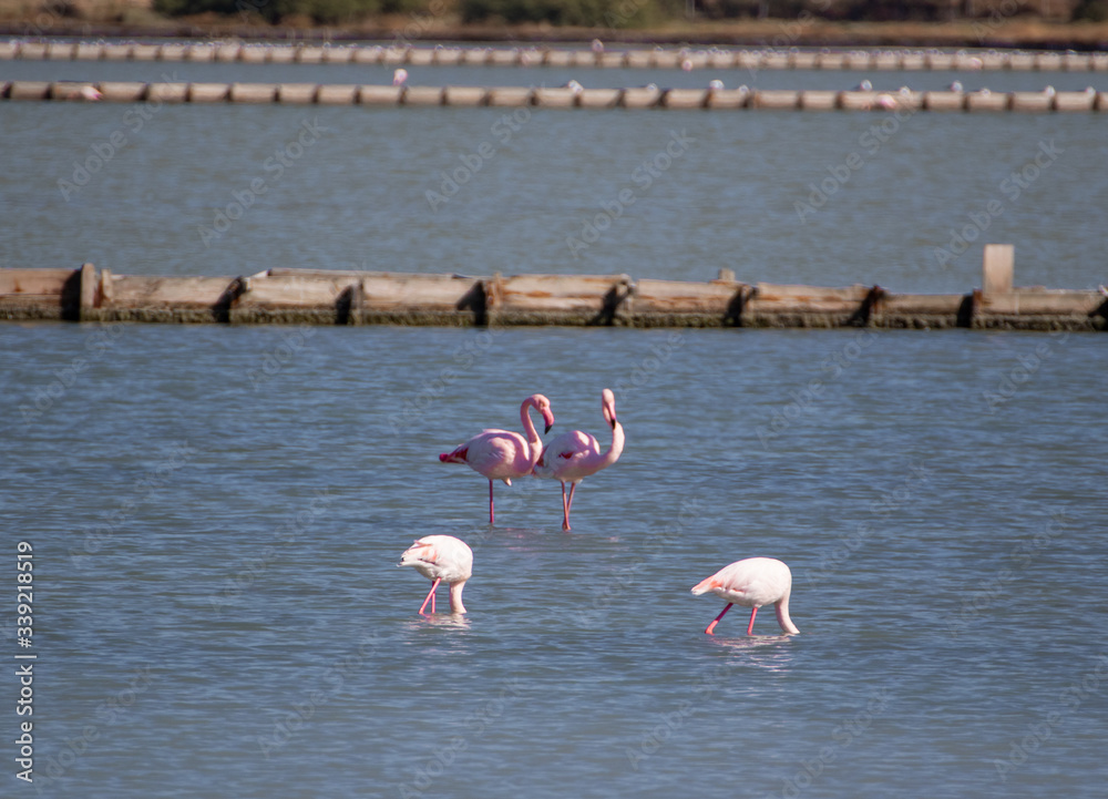 Ayvalik, Turkey - right beside the wonderful village of Ayvalik, the small St. Tuka Tuz Gölü hosts one of the main flamingos colonies in Turkey 