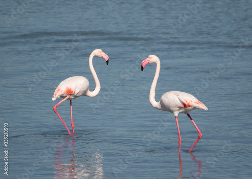 Ayvalik  Turkey - right beside the wonderful village of Ayvalik  the small St. Tuka Tuz G  l   hosts one of the main flamingos colonies in Turkey 