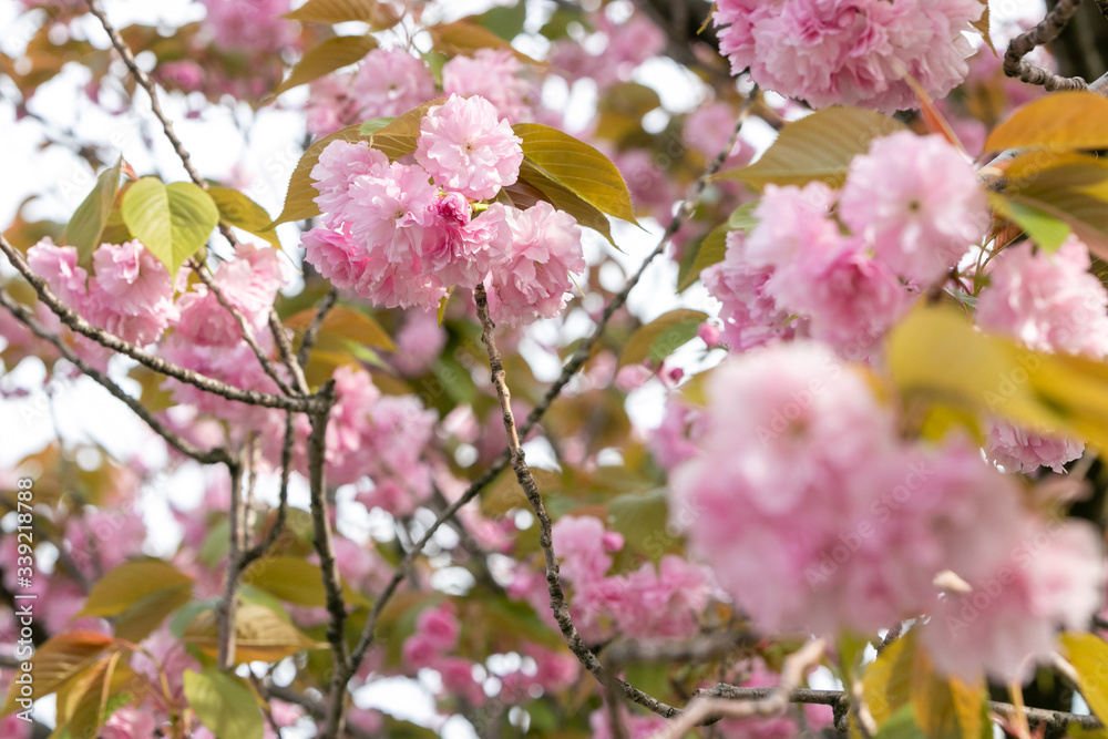 Obraz premium 公園の八重桜 千葉県習志野市 日本