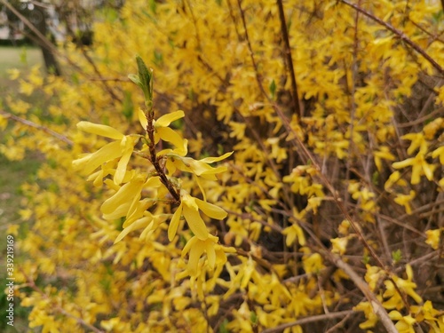 Forsythia suspensa blooming in the park during lovely spring time
