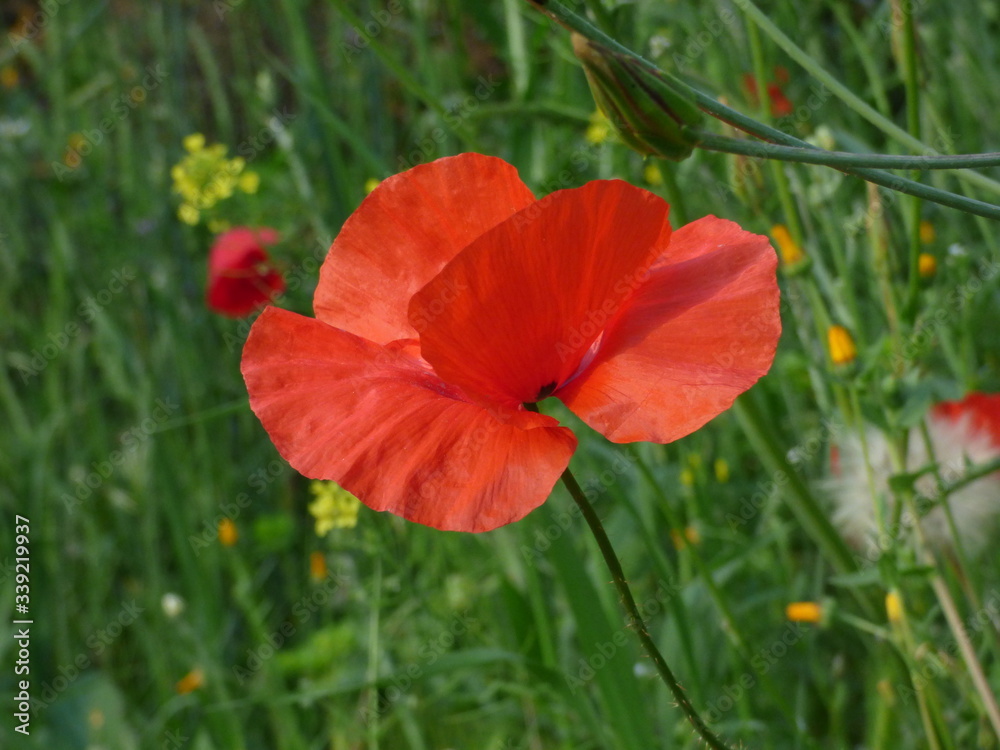 Fototapeta premium Red flower