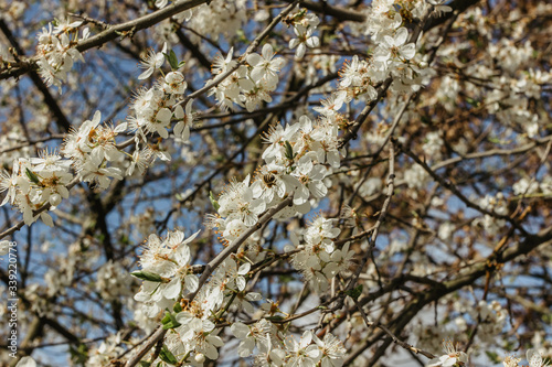 Blooming spring tree. Spring floral background. White blossom close up. Blossoming apple tree with green leaves. Seasonal nature beauty.Bunches of blossoms with white flowers against the blue sky