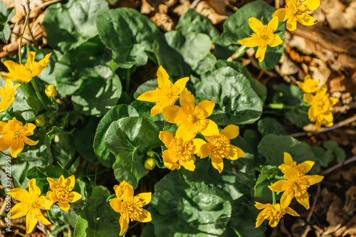 Group of Marsh Marigold (Caltha palustris) growing near a small stream.Plant with yellow petals.Spring blooms brightly.Yellow spring flower close up view.Flowering Kingcup
