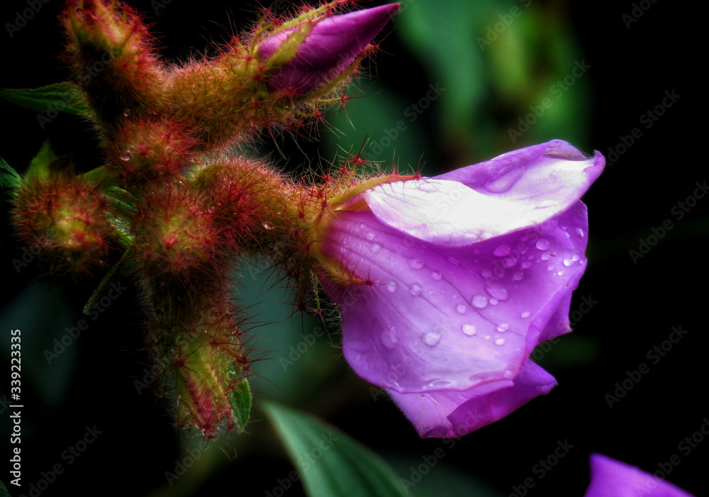 close up of a purple flower with water drops. close up of a purple flower with water drops.
